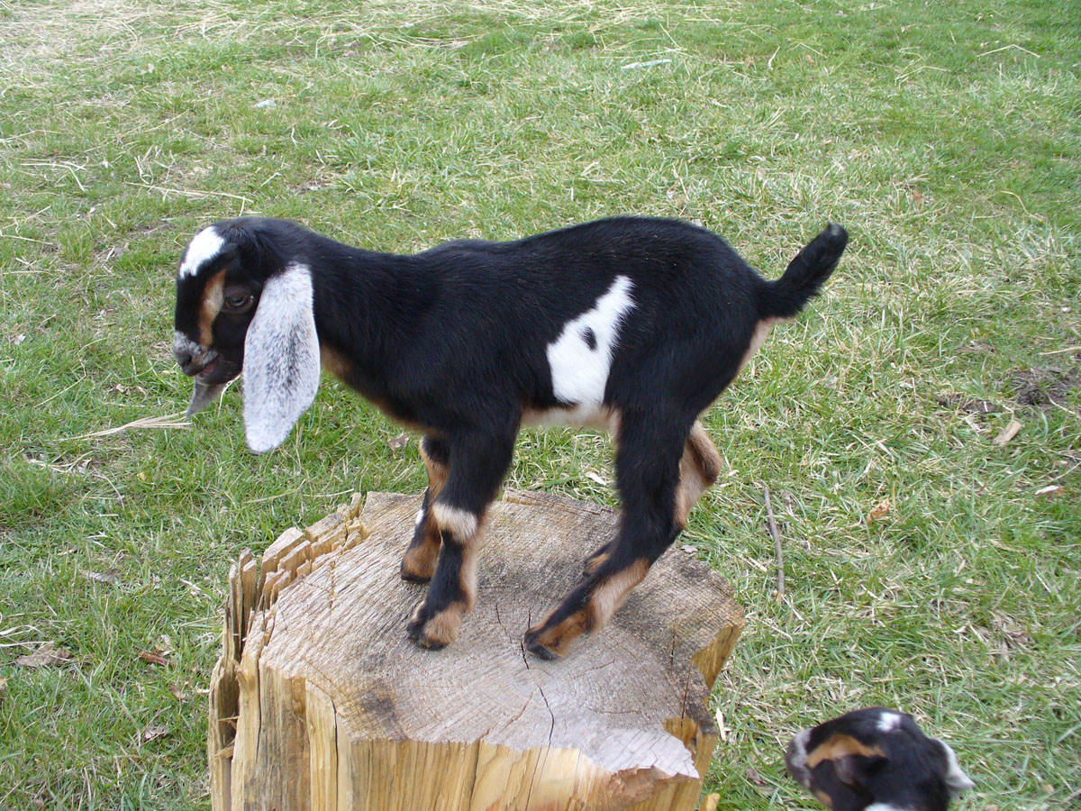 Baby goat on log by Susan Fluegel